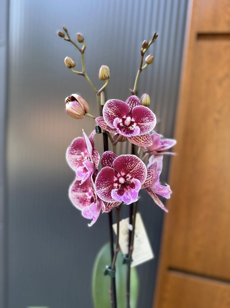 Phalaenopsis Miki Black Witch | Storczyk przekwitnięty