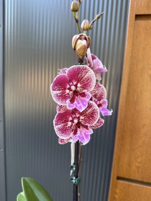 Phalaenopsis Miki Black Witch | Storczyk przekwitnięty