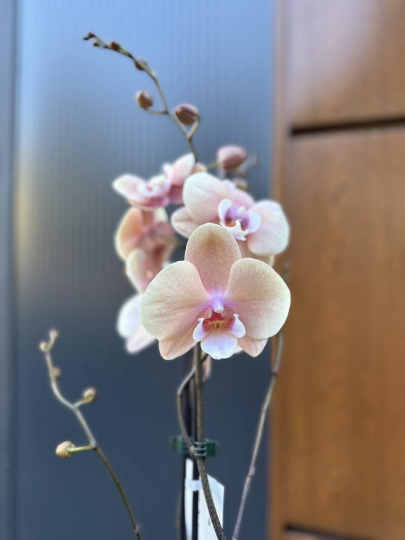 phalaenopsis oxlottery | Storczyk