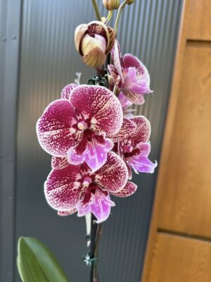 Phalaenopsis Miki Black Witch | Storczyk przekwitnięty