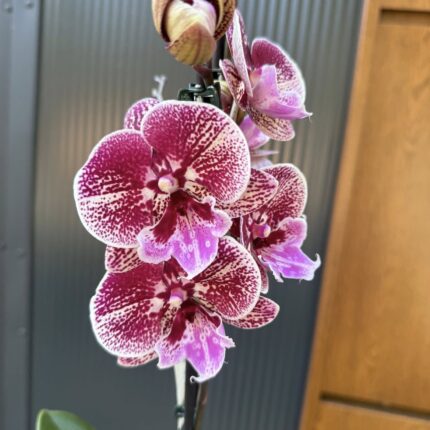 Phalaenopsis Miki Black Witch | Storczyk przekwitnięty
