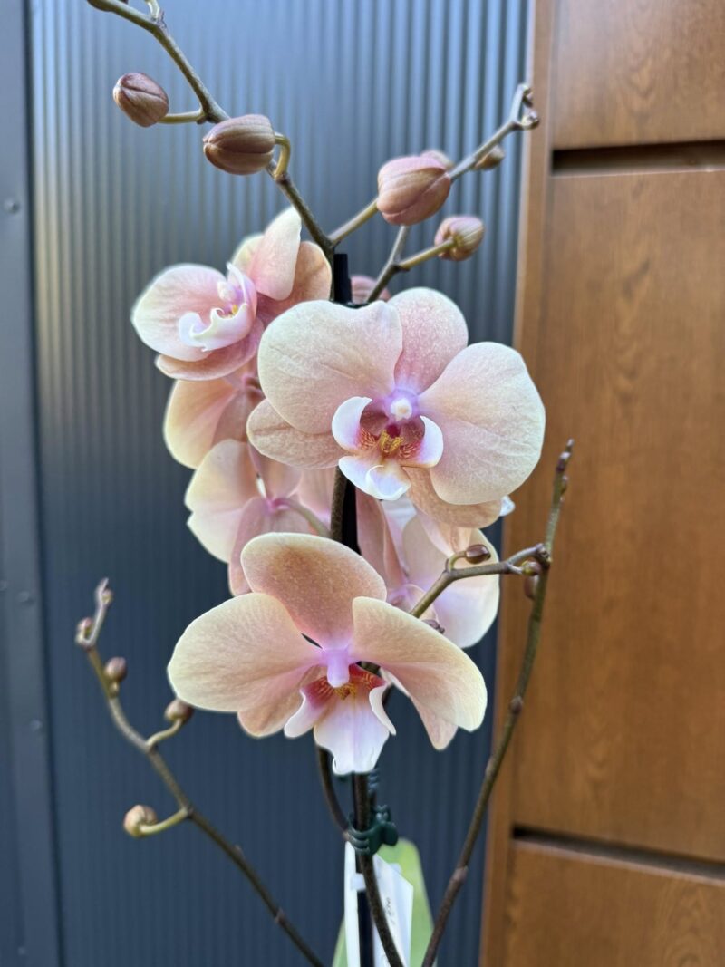 phalaenopsis oxlottery | Storczyk phalaenopsis oxlottery | Storczyk