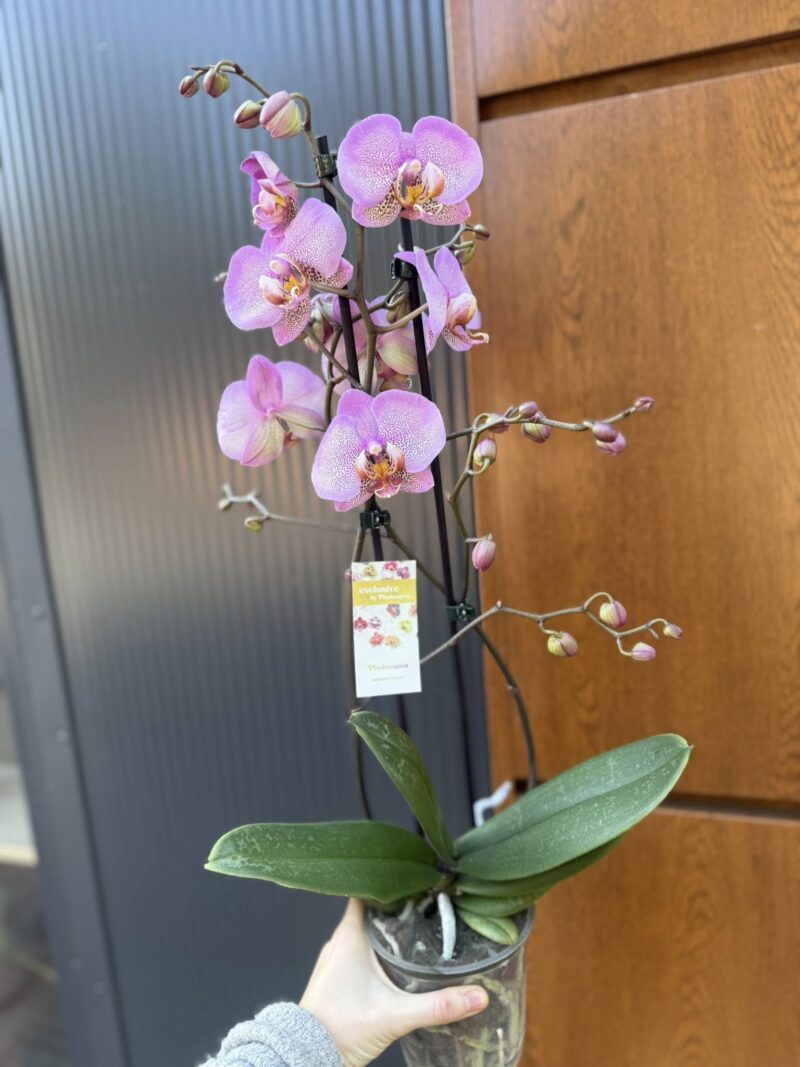 Phalaenopsis Formation | Storczyk przekwitnięty