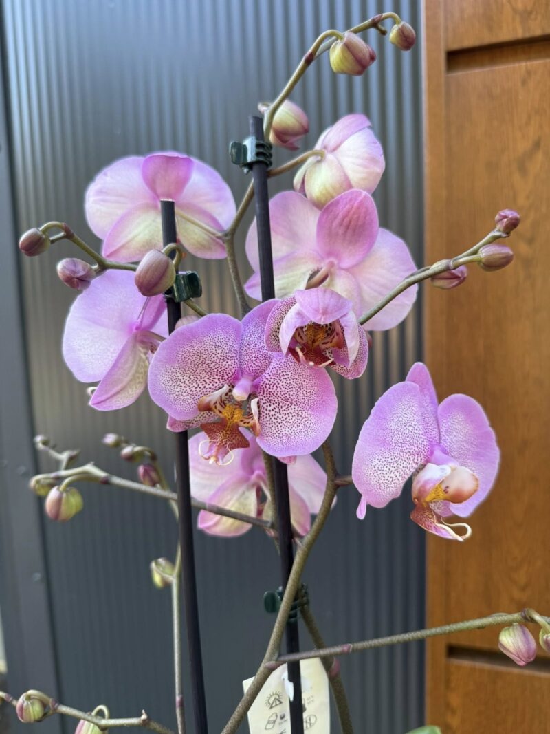 Phalaenopsis Formation | Storczyk przekwitnięty