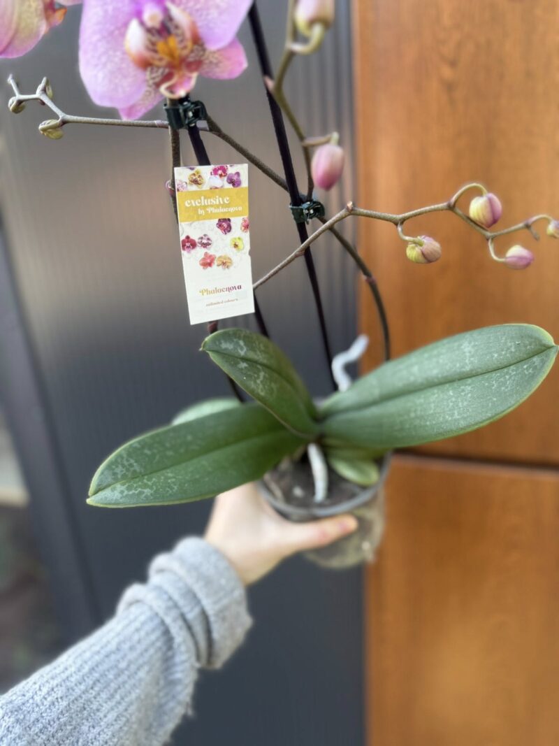 Phalaenopsis Formation | Storczyk przekwitnięty