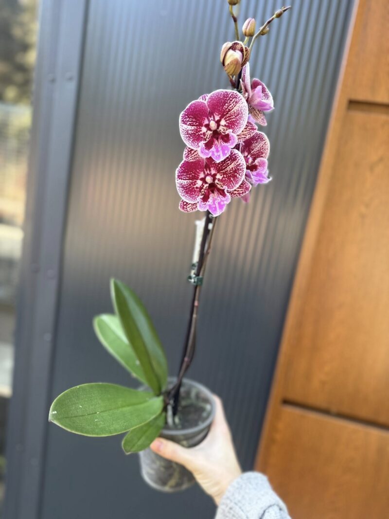 Phalaenopsis Miki Black Witch | Storczyk przekwitnięty