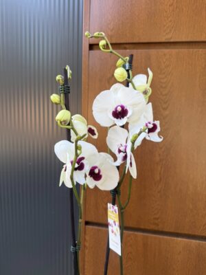 Phalaenopsis Charming Panda big lip | Storczyk