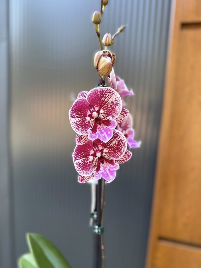 Phalaenopsis Miki Black Witch | Storczyk przekwitnięty