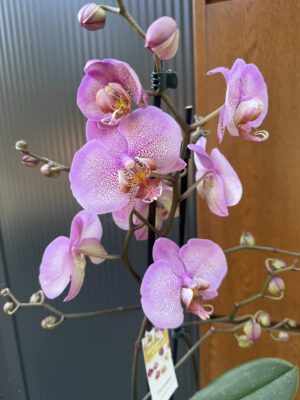 Phalaenopsis Formation | Storczyk przekwitnięty