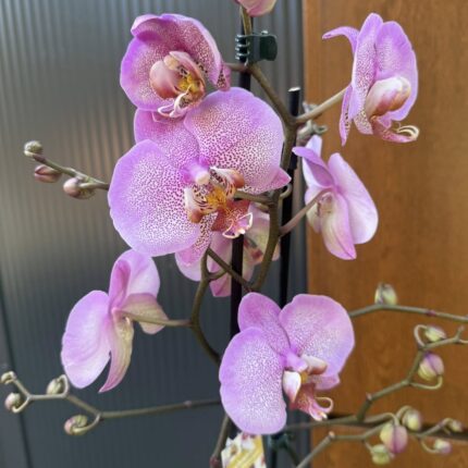 Phalaenopsis Formation | Storczyk przekwitnięty