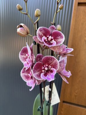 Phalaenopsis Miki Black Witch | Storczyk przekwitnięty