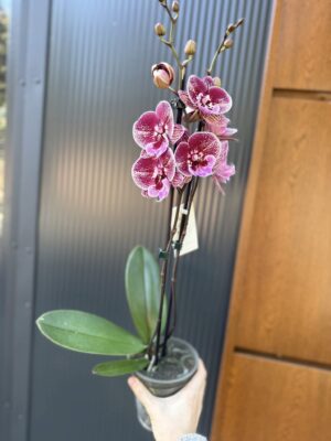 Phalaenopsis Miki Black Witch | Storczyk przekwitnięty