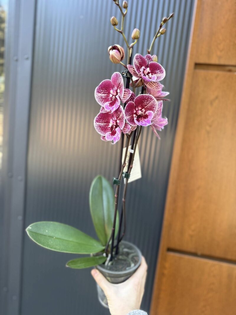 Phalaenopsis Miki Black Witch | Storczyk przekwitnięty