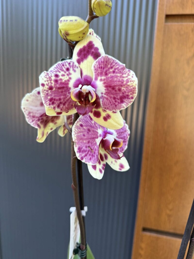 Phalaenopsis Yellow Exotic Punch | Storczyk Phalaenopsis Yellow Exotic Punch | Storczyk