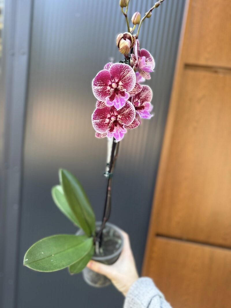 Phalaenopsis Miki Black Witch | Storczyk przekwitnięty