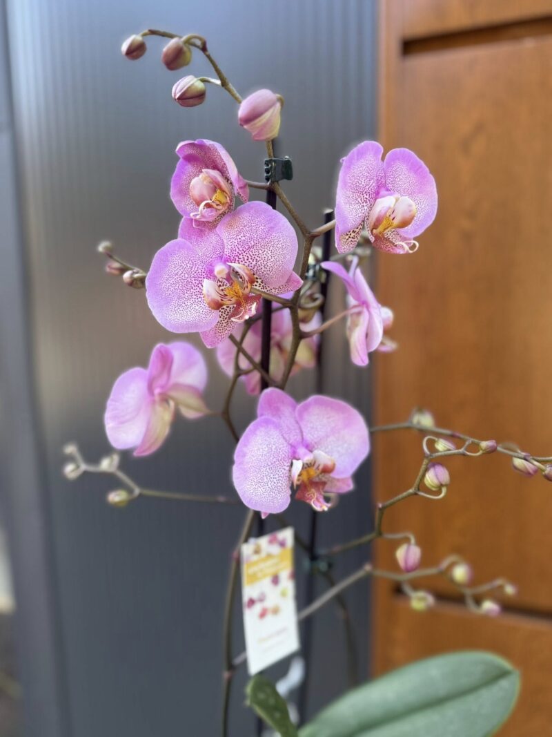Phalaenopsis Formation | Storczyk przekwitnięty