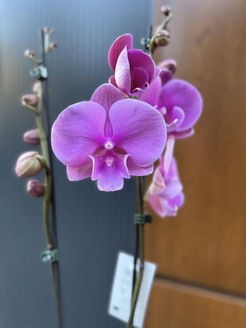 Phalaenopsis Purple big lip | Storczyk Phalaenopsis Purple big lip | Storczyk