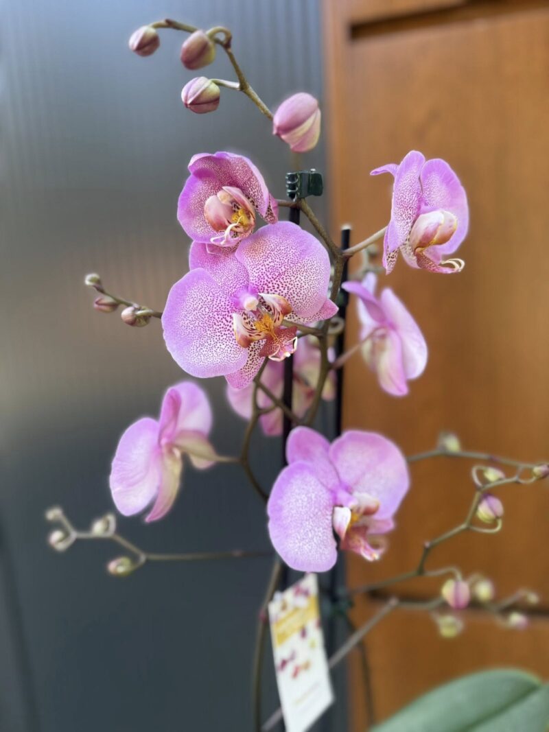 Phalaenopsis Formation | Storczyk przekwitnięty