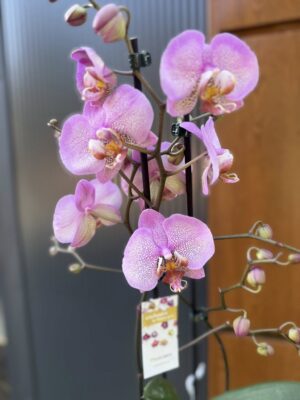 Phalaenopsis Formation | Storczyk przekwitnięty
