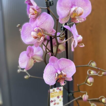 Phalaenopsis Formation | Storczyk przekwitnięty