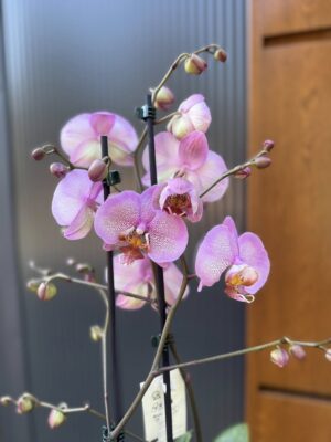 Phalaenopsis Formation | Storczyk przekwitnięty