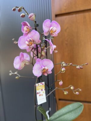 Phalaenopsis Formation | Storczyk przekwitnięty