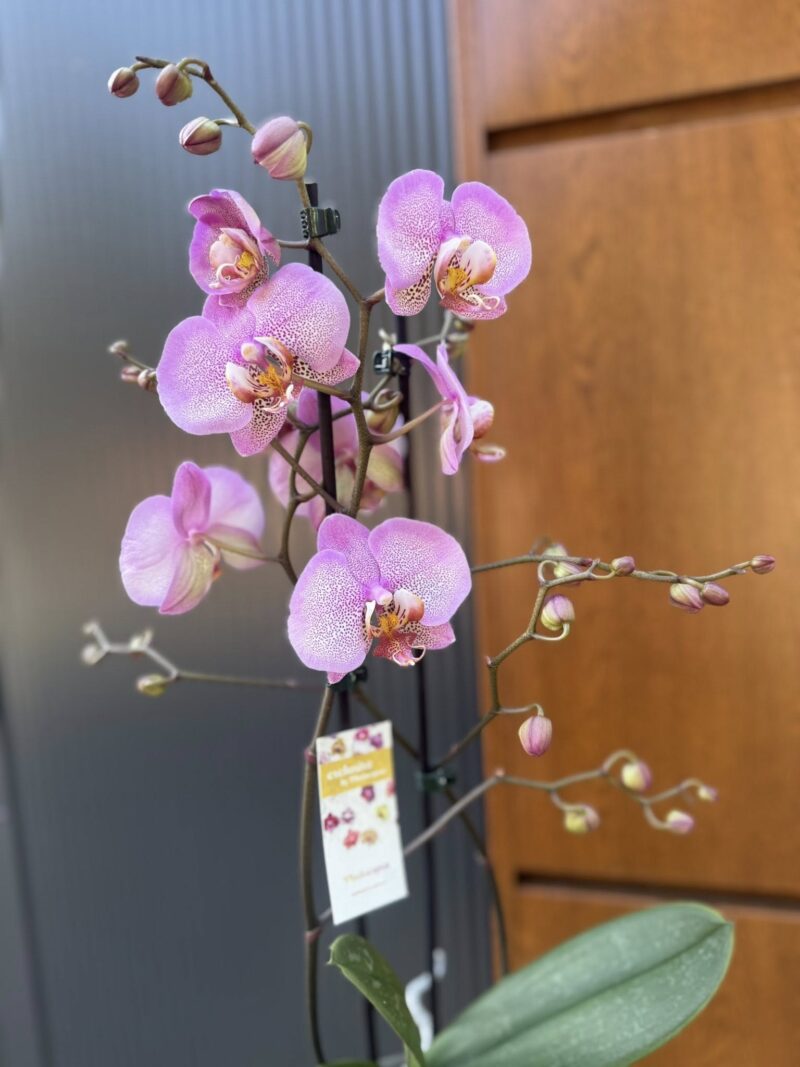 Phalaenopsis Formation | Storczyk przekwitnięty