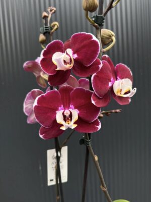 phalaenopsis hot chilli | Storczyk