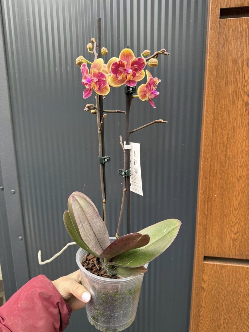 Phalaenopsis Sogo Yellowtris peloric | Storczyk bez pąków