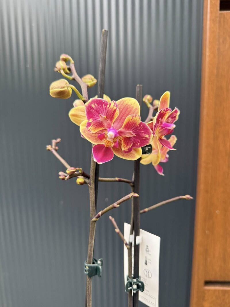 Phalaenopsis Sogo Yellowtris peloric | Storczyk bez pąków