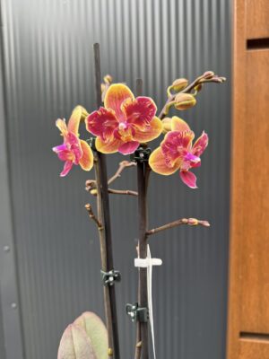 Phalaenopsis Sogo Yellowtris peloric | Storczyk bez pąków