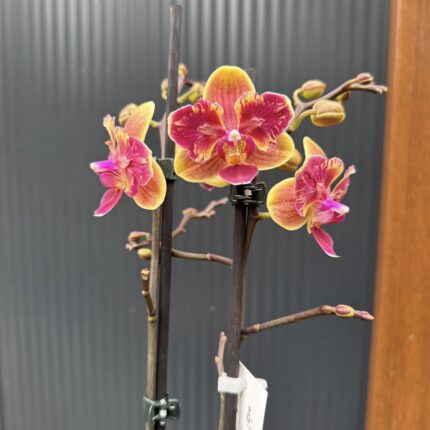 Phalaenopsis Sogo Yellowtris peloric | Storczyk bez pąków
