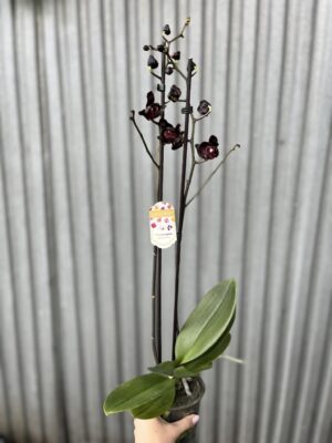 Phalaenopsis Black Swan I Czarny Storczyk