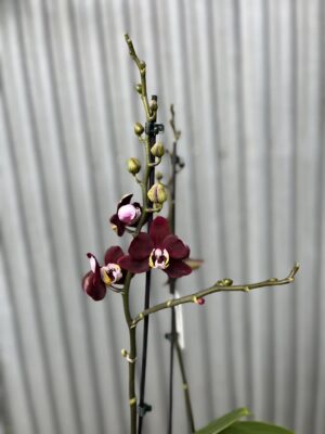 Phalaenopsis ‘Black Jack’ | Storczyk
