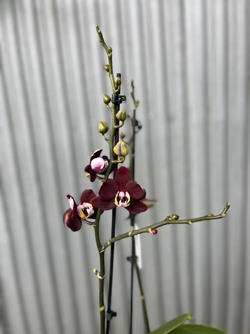 Phalaenopsis ‘Black Jack’ | Storczyk