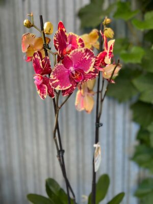 Phalaenopsis Beauty Soulmate | Storczyk