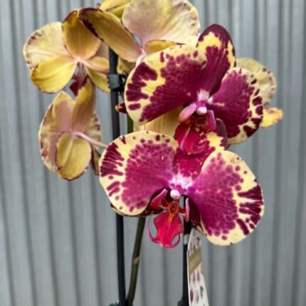 Phalaenopsis Beauty Soulmate | Storczyk