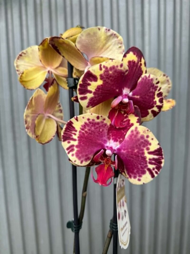 Phalaenopsis Beauty Soulmate | Storczyk Phalaenopsis Beauty Soulmate | Storczyk