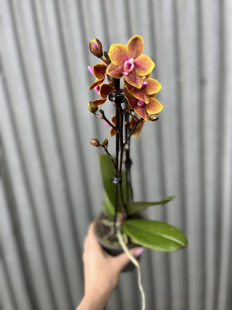 Phalaenopsis Sogo Lawrence | Storczyk