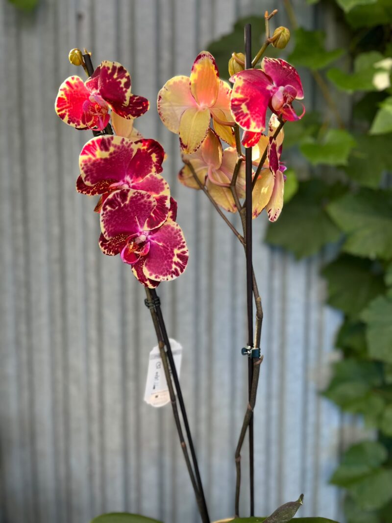 Phalaenopsis Beauty Soulmate | Storczyk