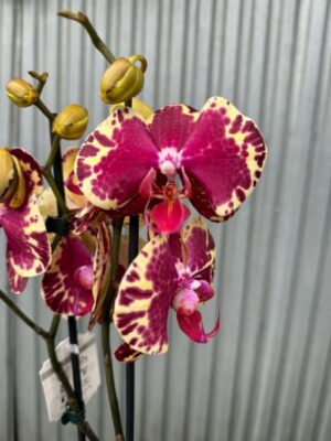 Phalaenopsis Beauty Soulmate | Storczyk