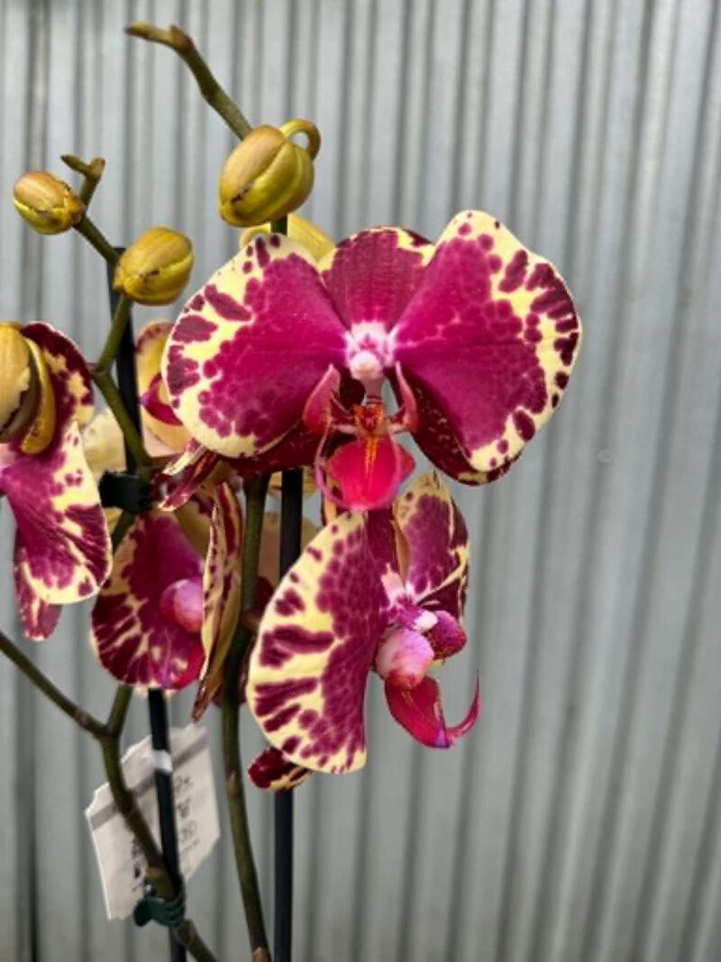 Phalaenopsis Beauty Soulmate | Storczyk