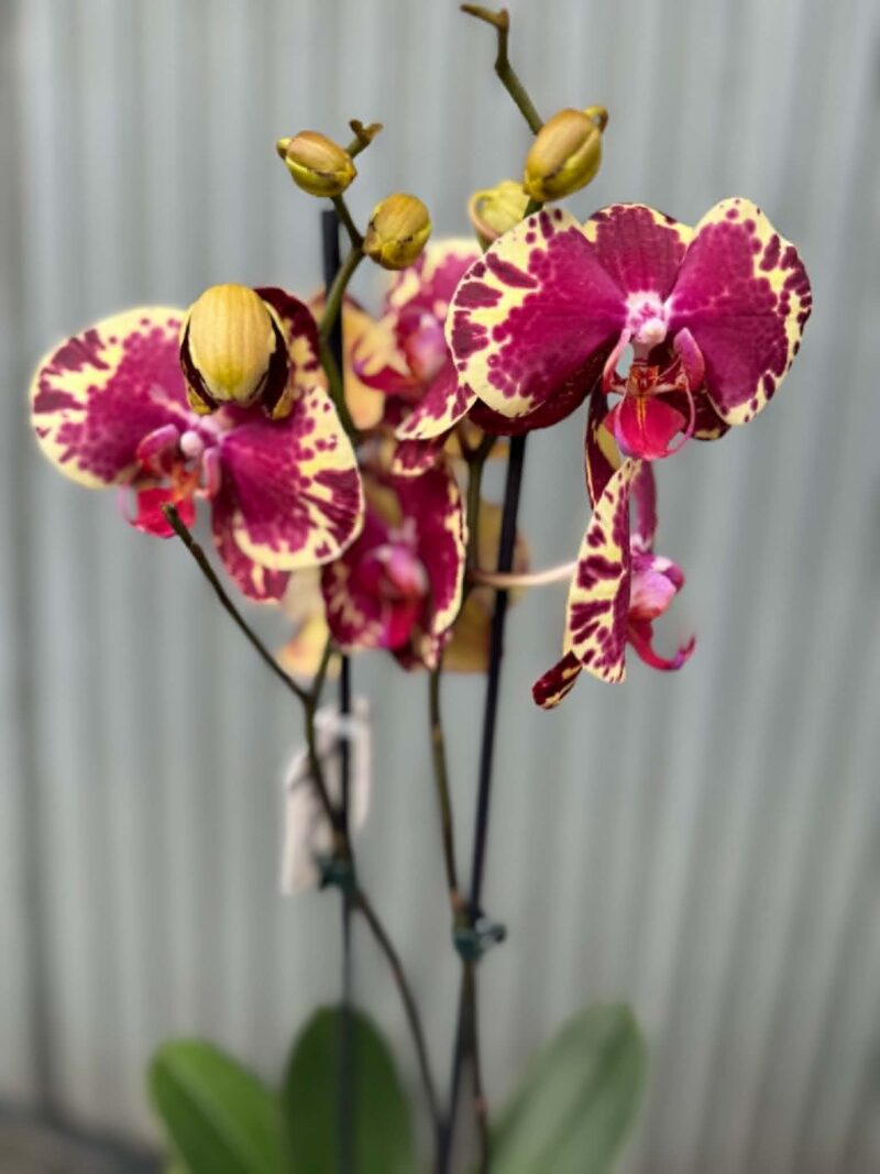 Phalaenopsis Beauty Soulmate | Storczyk