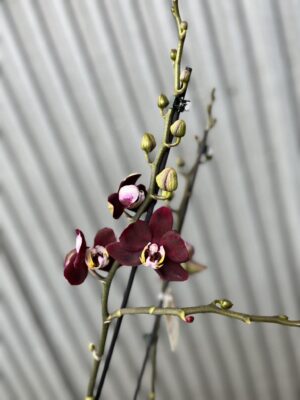 Phalaenopsis ‘Black Jack’ | Storczyk