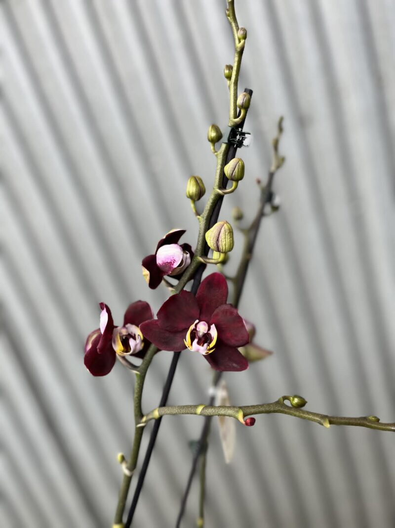 Phalaenopsis ‘Black Jack’ | Storczyk