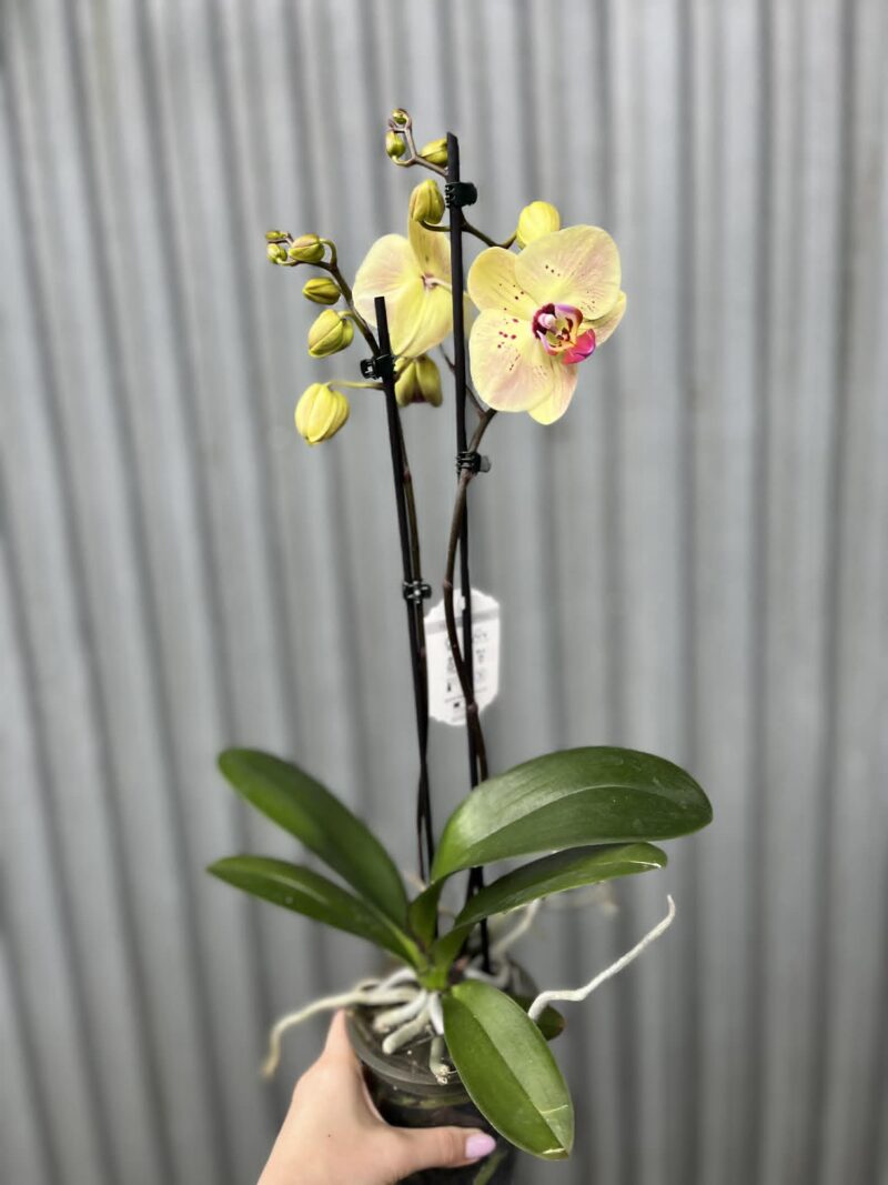 Phalaenopsis Golden Goya | Storczyk bez pączków
