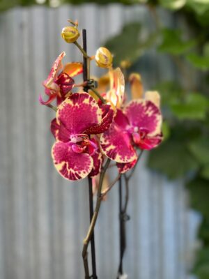 Phalaenopsis Beauty Soulmate | Storczyk