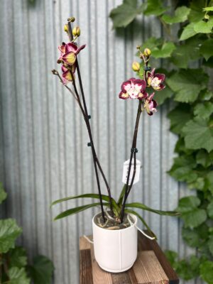 Phalaenopsis Klementyna | Storczyk