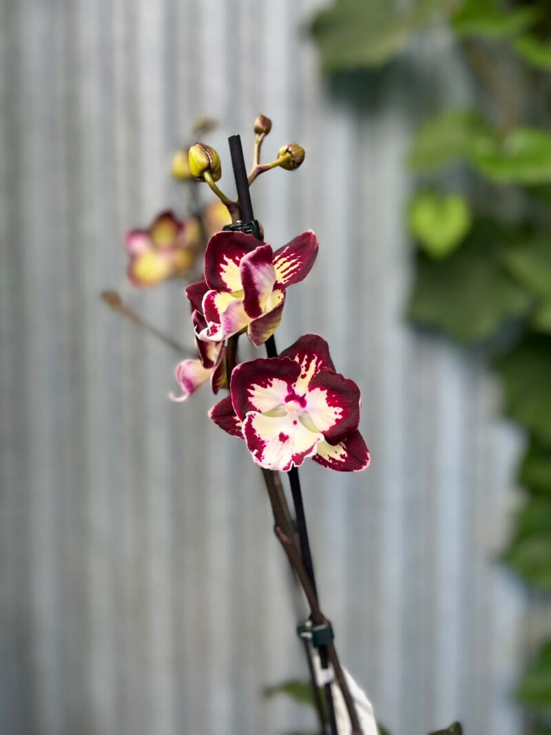 Phalaenopsis Klementyna | Storczyk