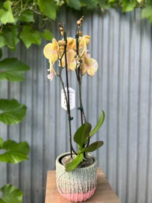 Phalaenopsis Blush Sun Big Lip | Storczyk